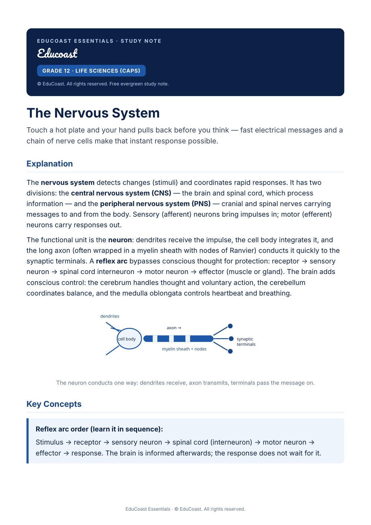 The Nervous System — Grade 12 Life Sciences (Caps)