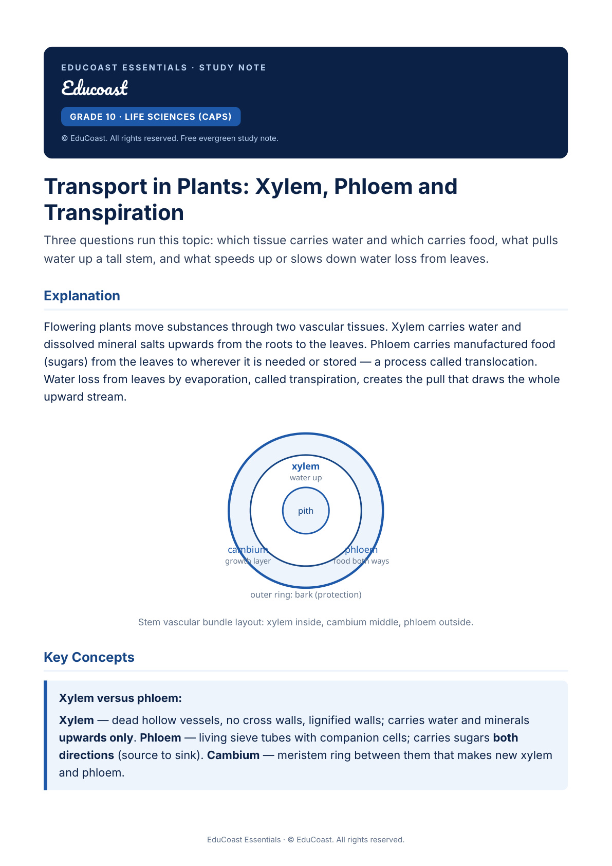 Transport In Plants — Grade 10 Life Sciences (Caps)
