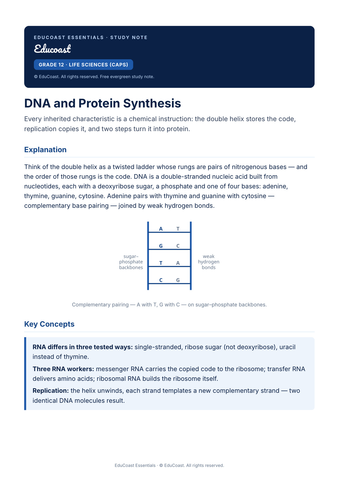 Dna And Protein Synthesis — Grade 12 Life Sciences (Caps)