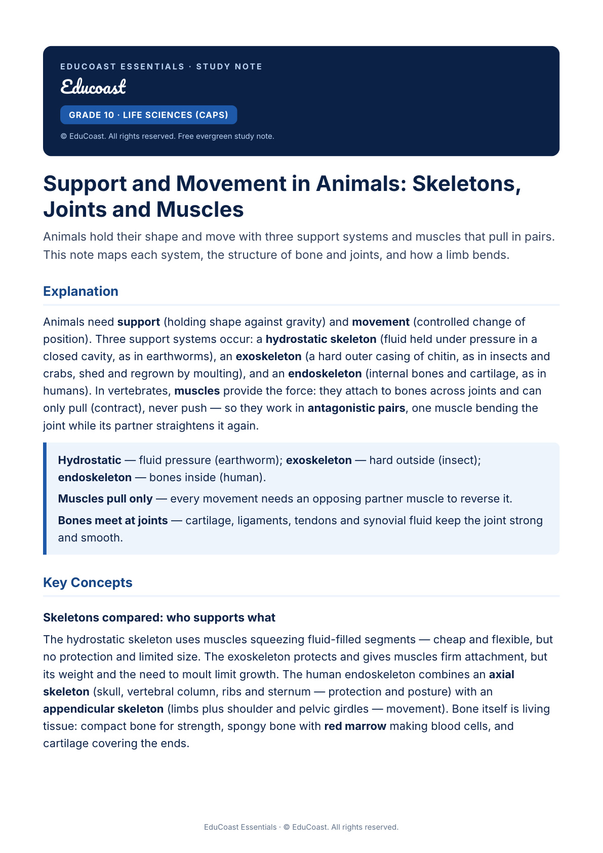 Support And Movement In Animals — Grade 10 Life Sciences (Caps)