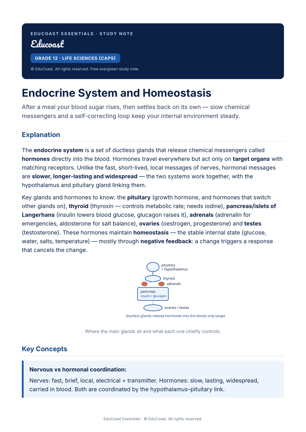 Endocrine System And Homeostasis — Grade 12 Life Sciences (Caps)