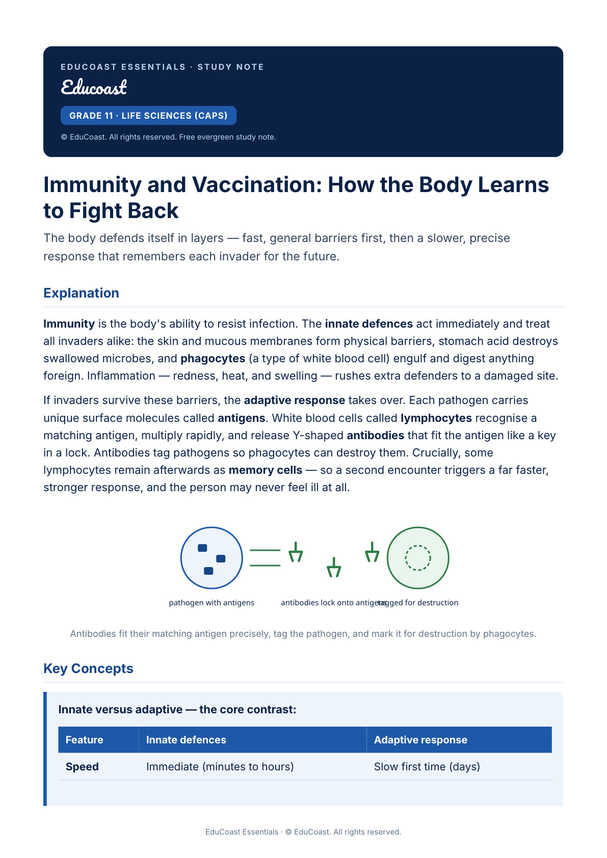 Immunity And Vaccination — Grade 11 Life Sciences (Caps)
