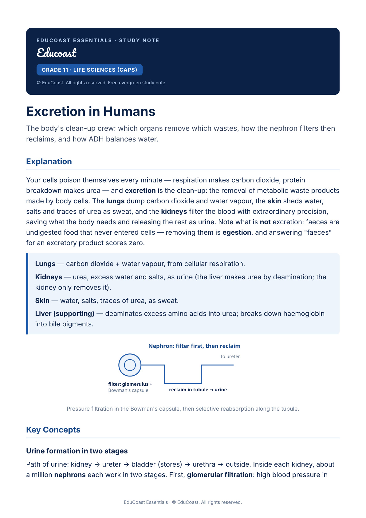 Excretion In Humans — Grade 11 Life Sciences (Caps)