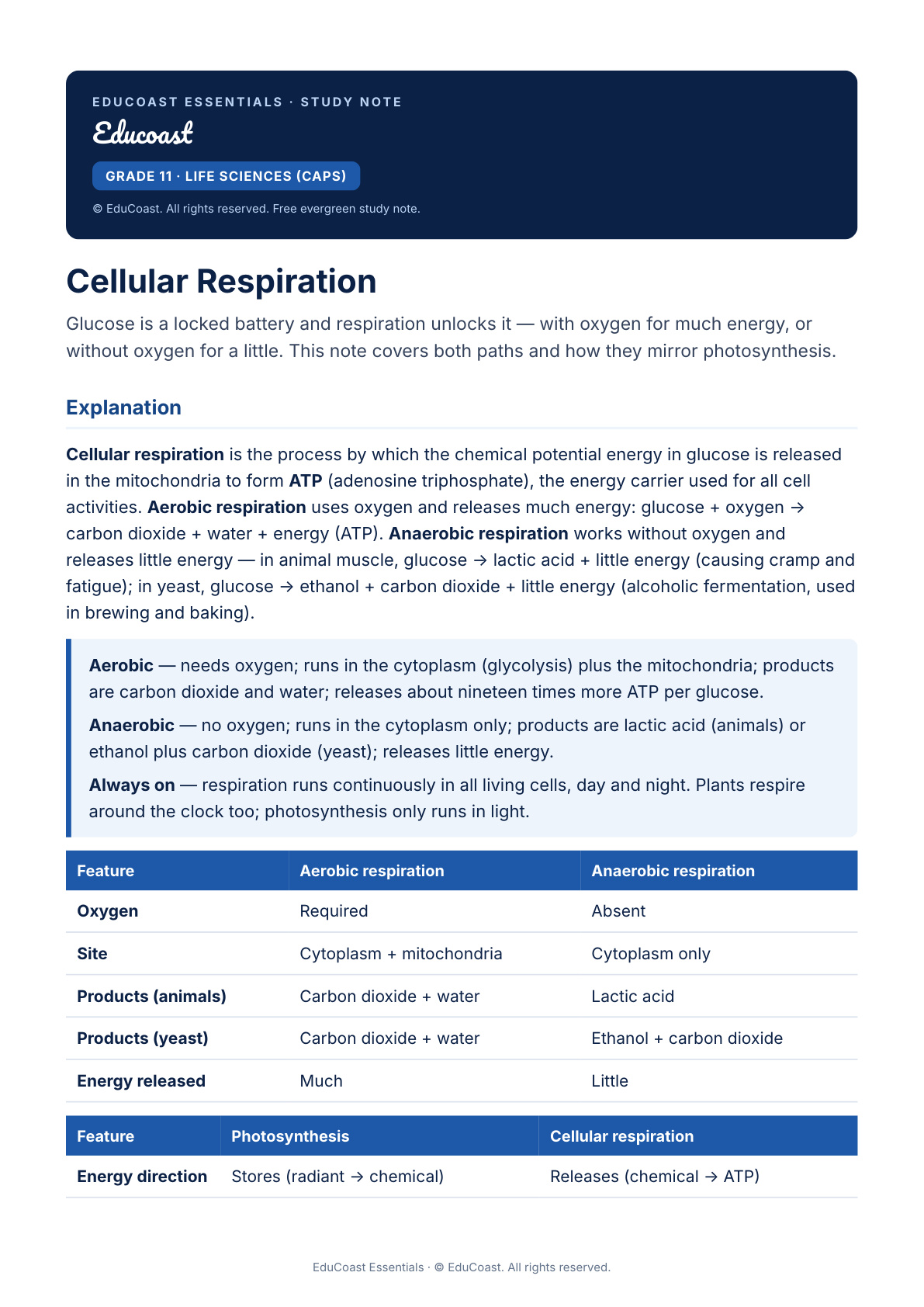 Cellular Respiration — Grade 11 Life Sciences (Caps)