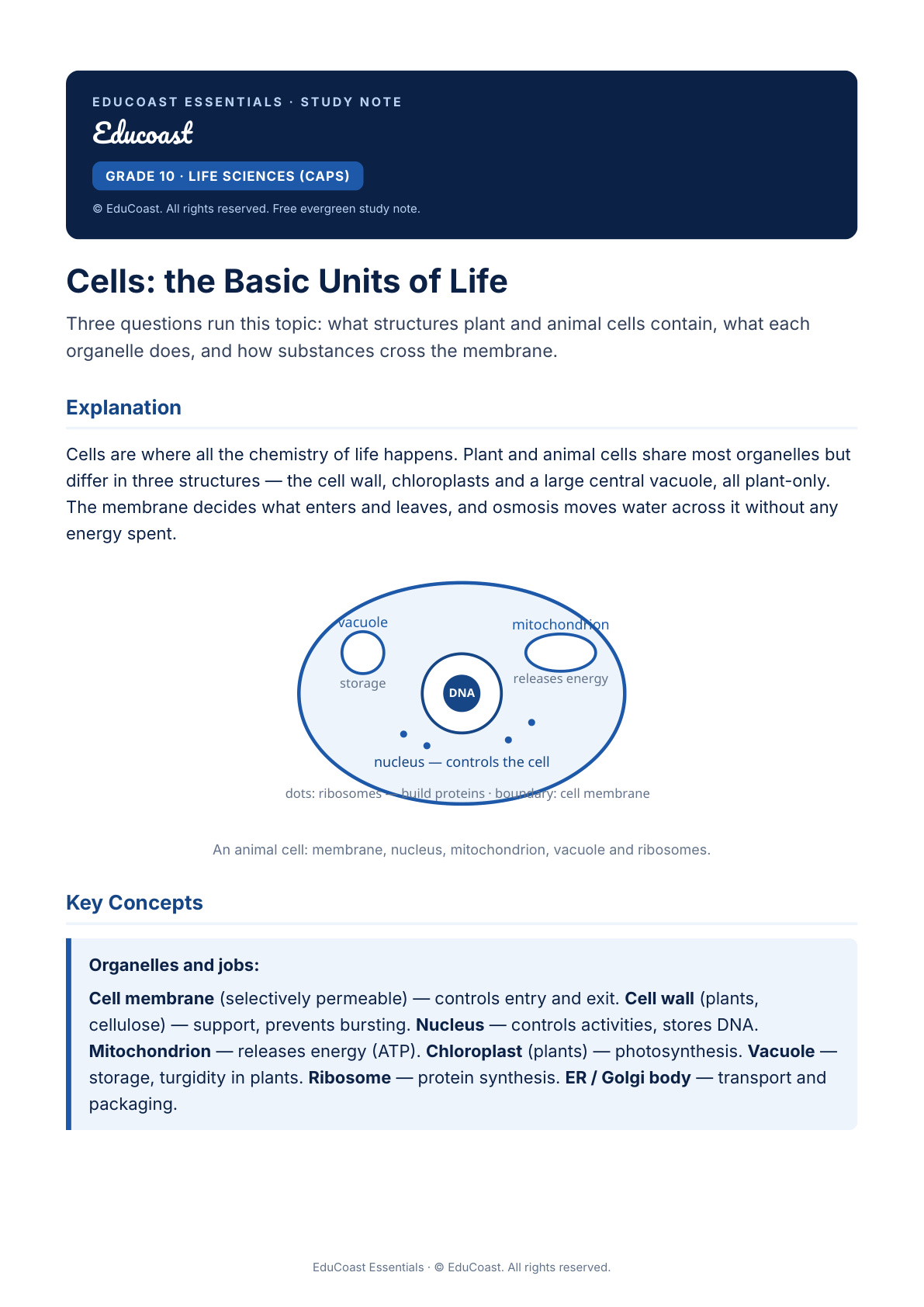 Cells — Grade 10 Life Sciences (Caps)