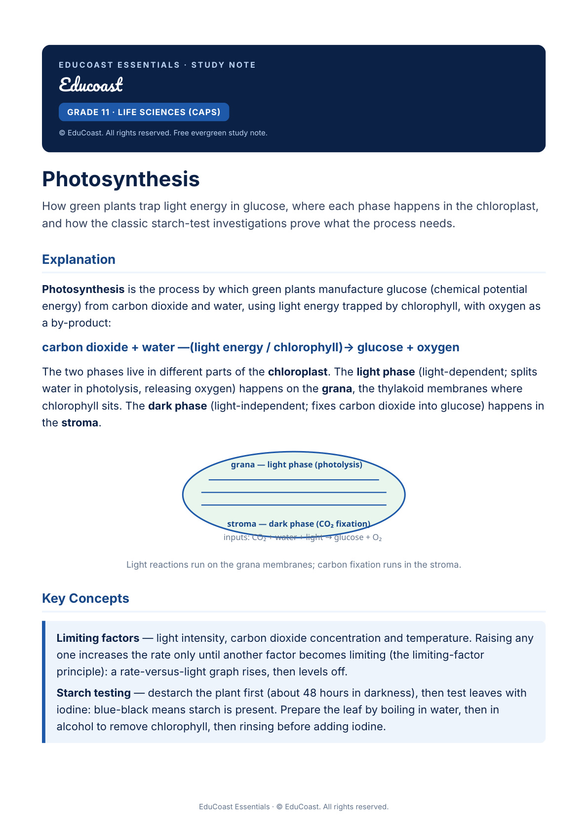 Photosynthesis — Grade 11 Life Sciences (Caps)