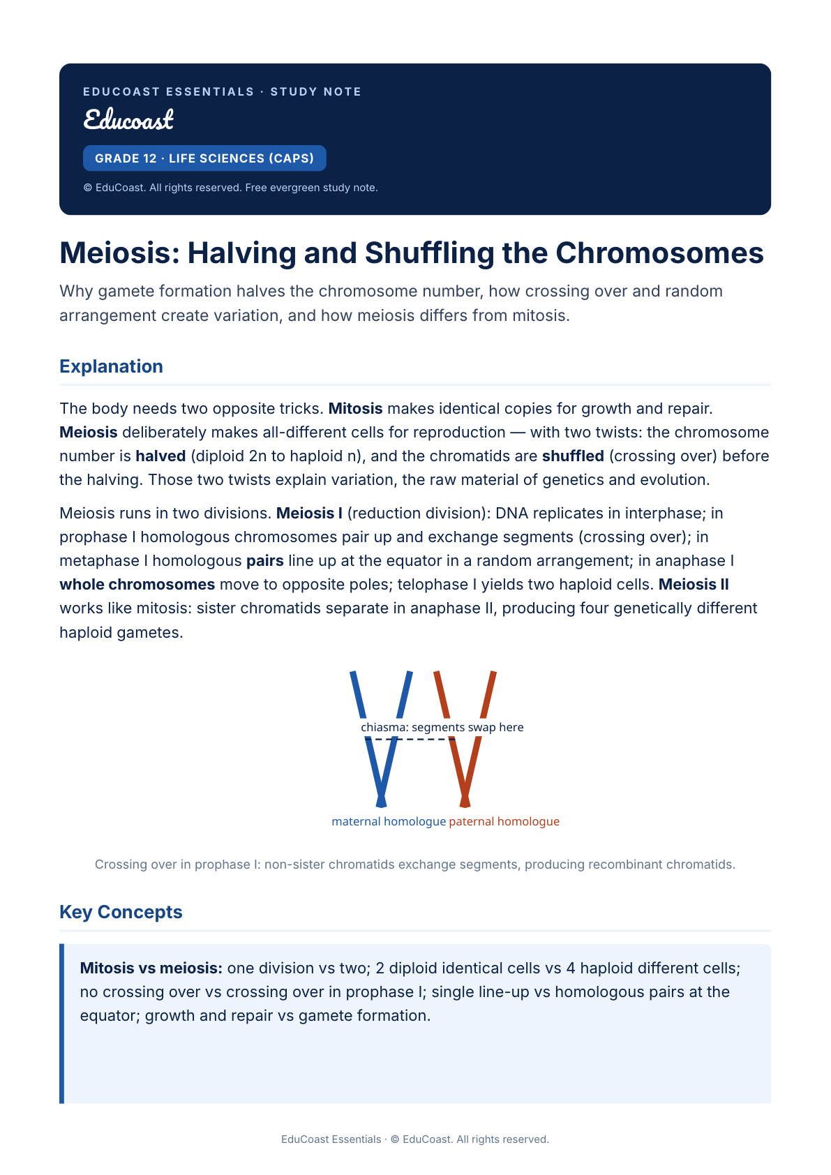 Meiosis — Grade 12 Life Sciences (Caps)