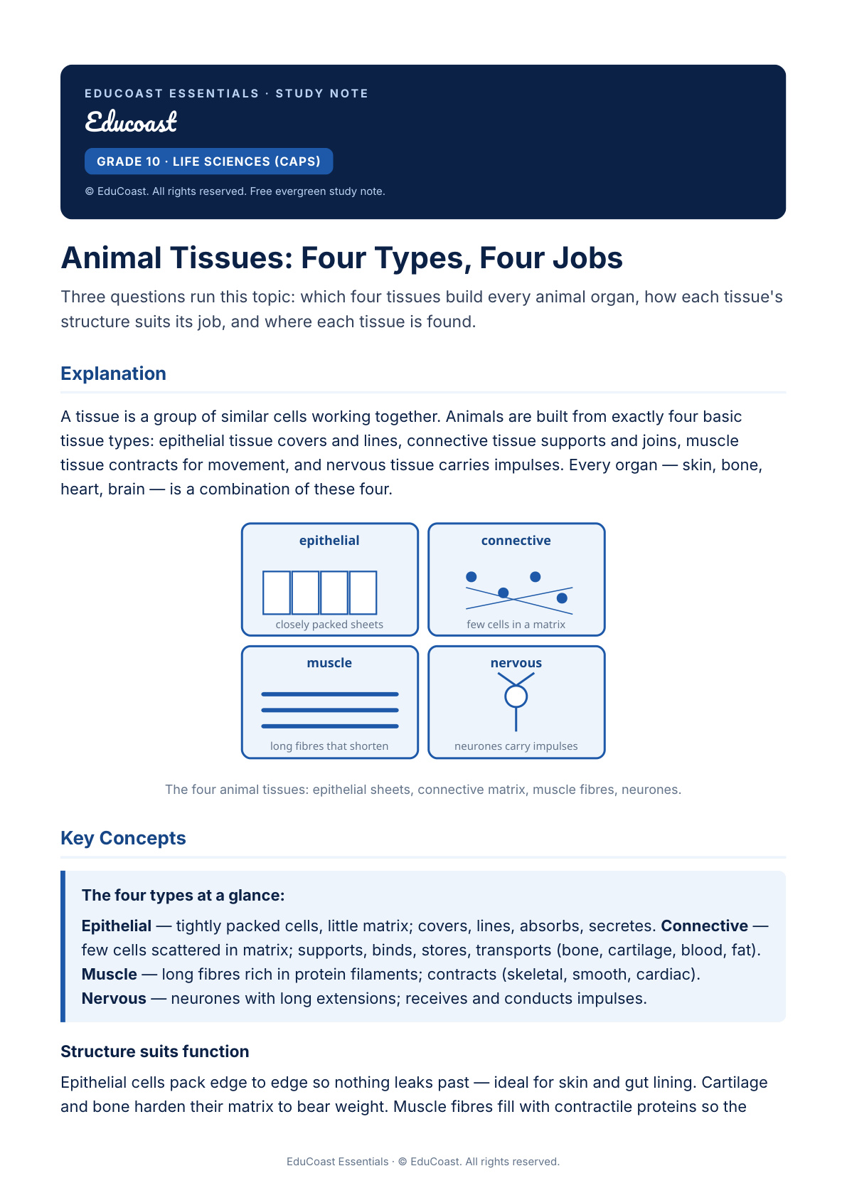 Animal Tissues — Grade 10 Life Sciences (Caps)